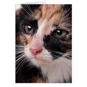 Torti Kitten Blank Inside All Occasions