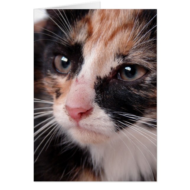 Torti Kitten Blank Inside All Occasions  (Front)