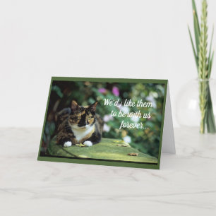 Tortie Cat on Garden Bench Card