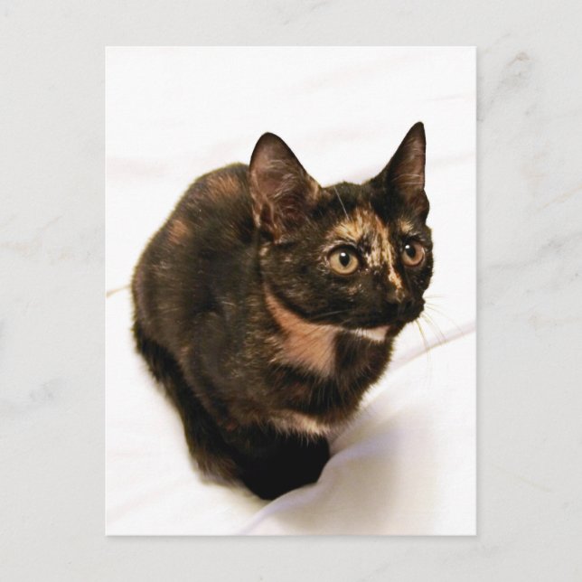 Tortitude Postcard (Front)