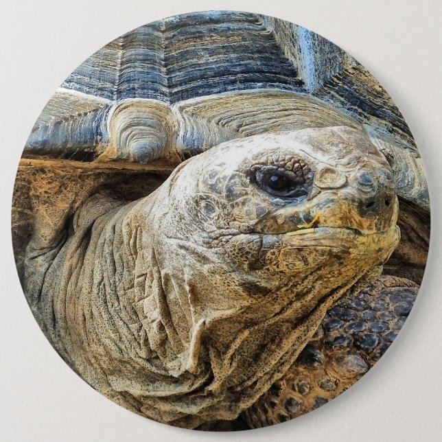 TORTOISE 6 CM ROUND BADGE (Front)