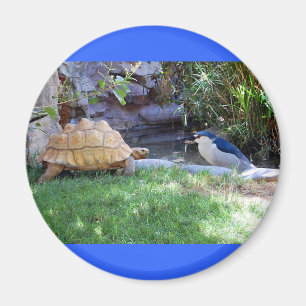 Tortoise and Blue Jay Friends Magnet