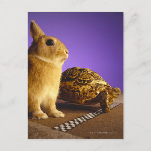 Tortoise and the hare postcard