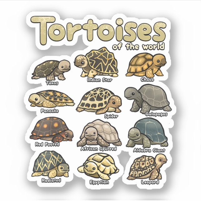 Tortoise Animals of the World Cute Reptile Turtle  (Front)