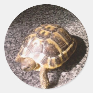Tortoise Classic Round Sticker