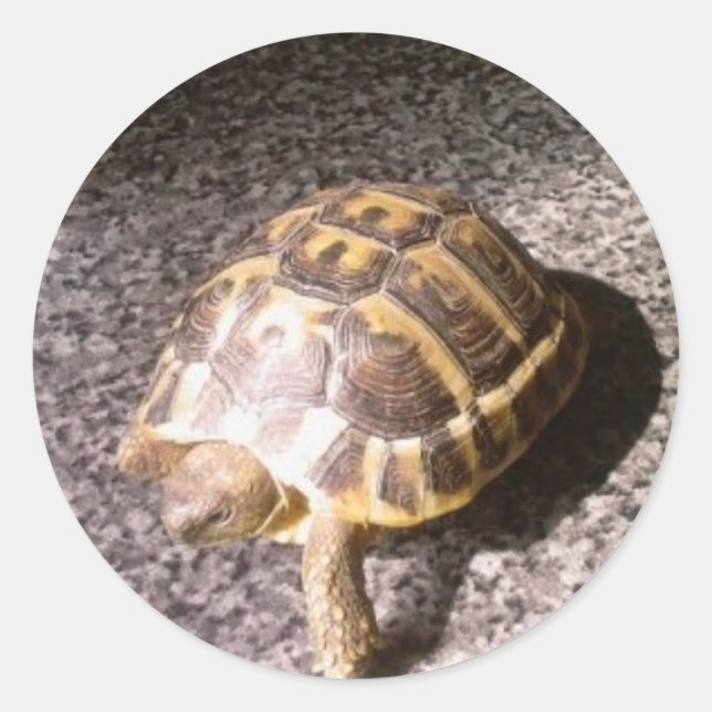 Tortoise Classic Round Sticker (Front)