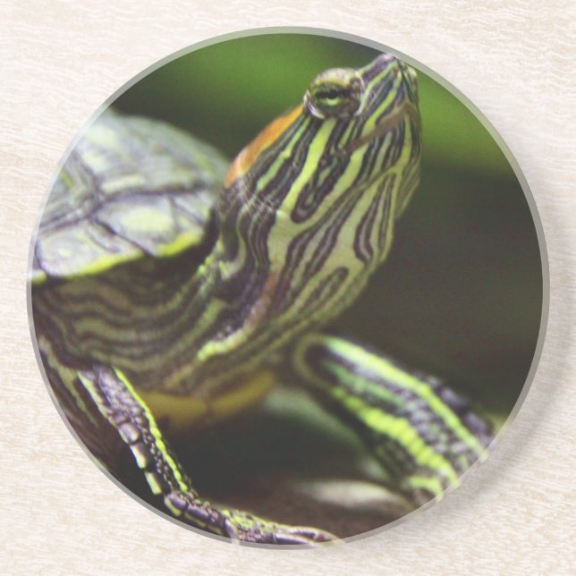 Tortoise Close Up Coaster (Front)