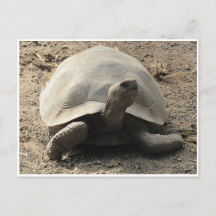 tortoise galápagos postcard