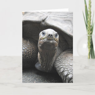Tortoise Greeting Card