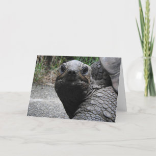 Tortoise Greeting Card