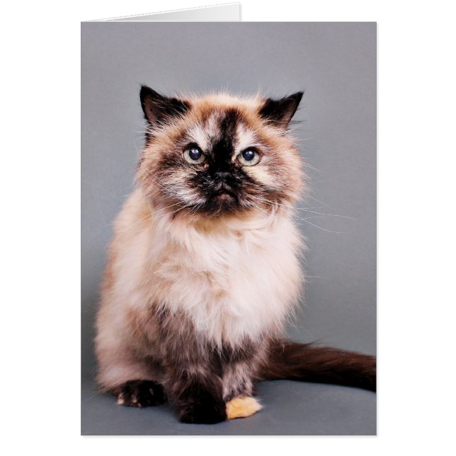 Tortoise Himalayan Cat Portrait Photo (Front)