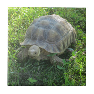 Tortoise in Grass Tile