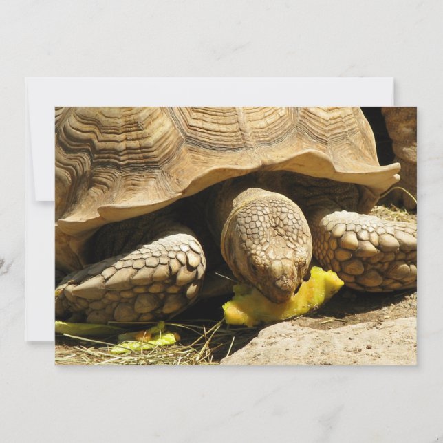 Tortoise Invitations (Front)