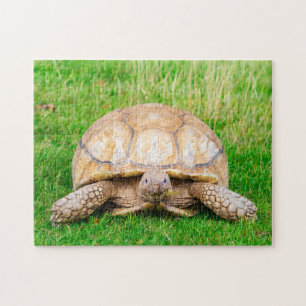 Tortoise Jigsaw Puzzle