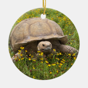 Tortoise Ornament 