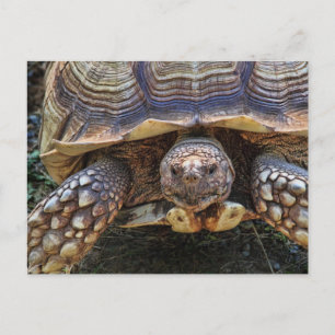 Tortoise Photo Postcard