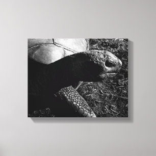 Tortoise Photograph in Black and White Canvas Print
