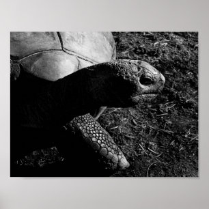 Tortoise Photograph in Black and White Poster