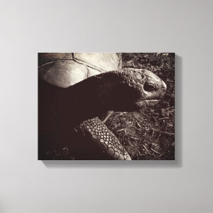 Tortoise Photograph in Sepia Canvas Print