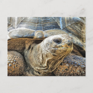 TORTOISE POSTCARD