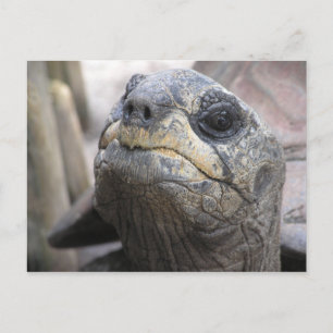 Tortoise Postcard