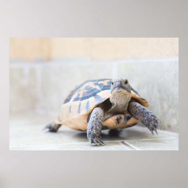 Tortoise Poster (Front)