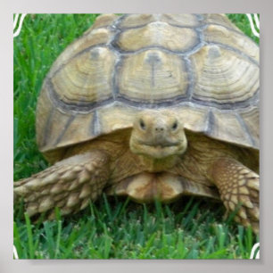 Tortoise Poster Print