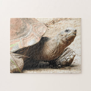 Tortoise Puzzle