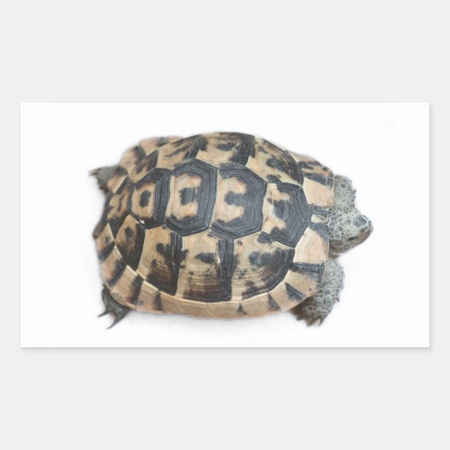 Tortoise Rectangular Sticker (Front)