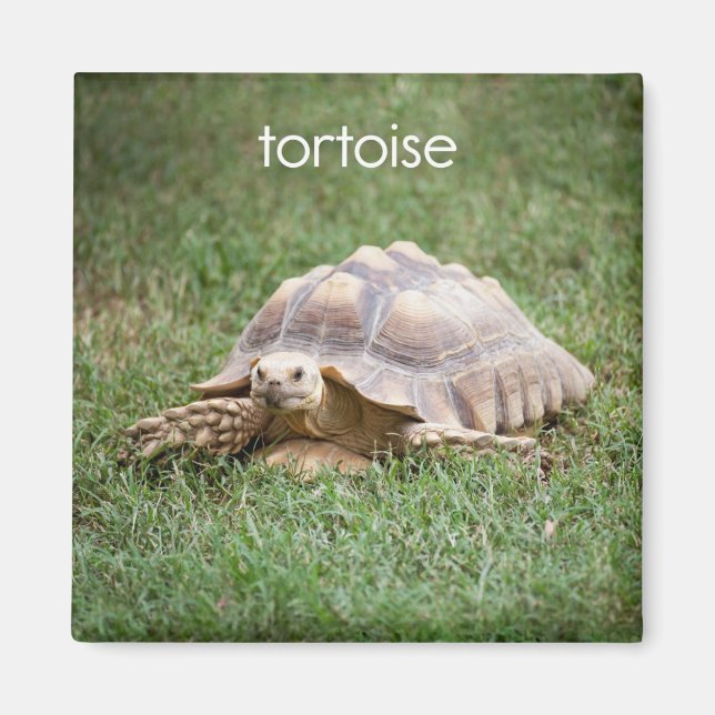Tortoise Refrigerator Magnet (Front)
