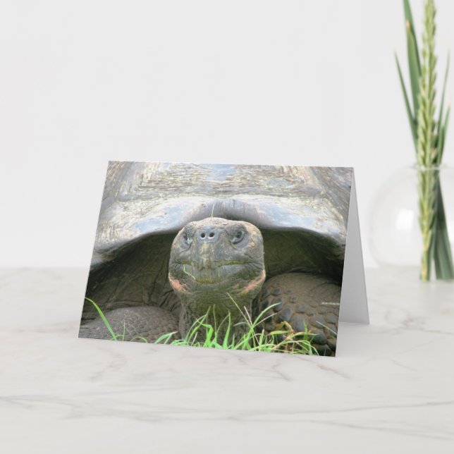 Tortoise, Santa Cruz Island, Galapagos Card (Front)