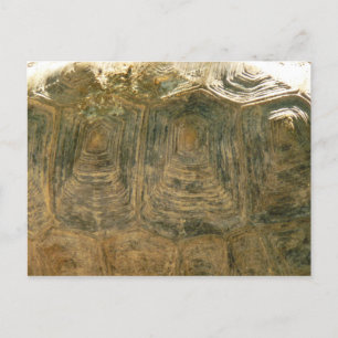 Tortoise Shell Abstract Nature Photo Postcard
