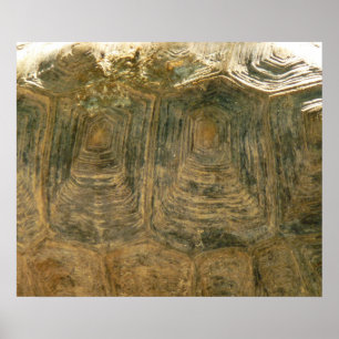 Tortoise Shell Abstract Nature Photo Poster