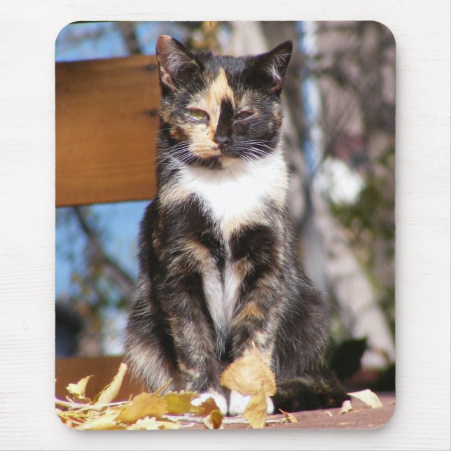 Tortoise Shell Kitten 1 Mouse Mat (Front)