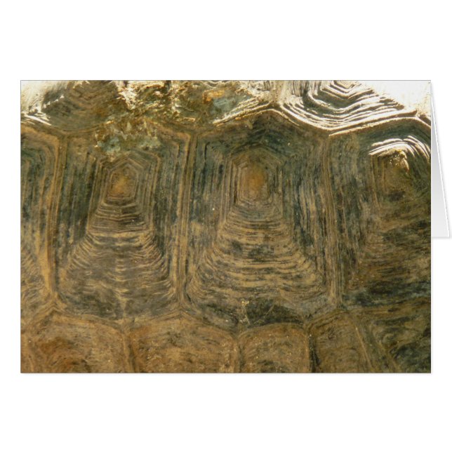 Tortoise Shell Nature Photo (Front Horizontal)