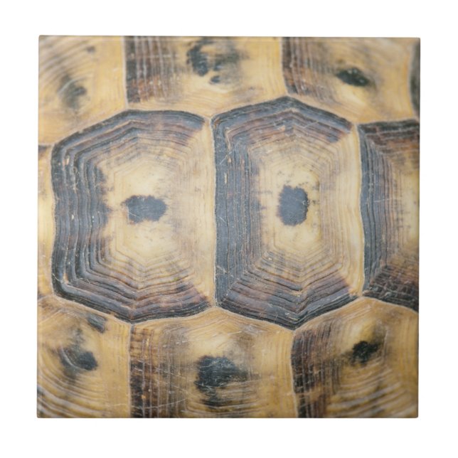 Tortoise Shell Pattern Tile (Front)