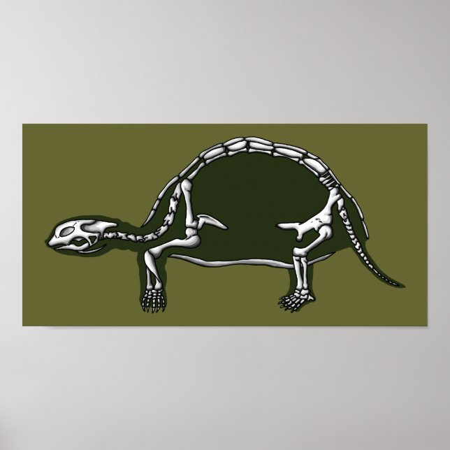 tortoise skeleton poster (Front)
