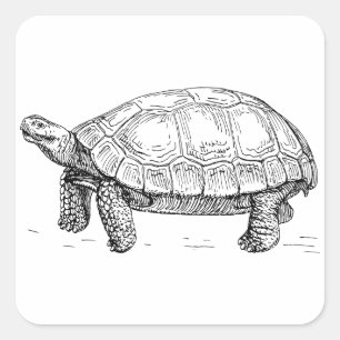 Tortoise Square Sticker