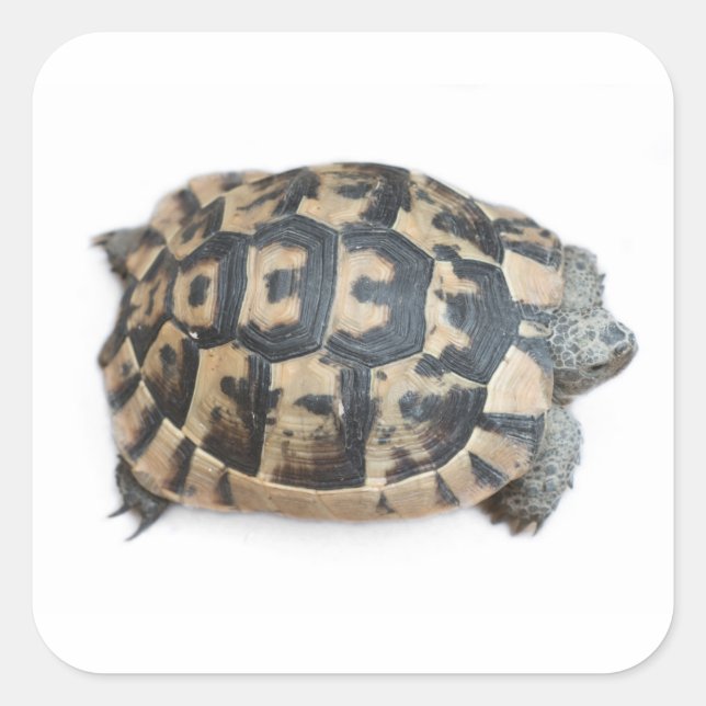 Tortoise Square Sticker (Front)