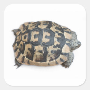 Tortoise Square Sticker