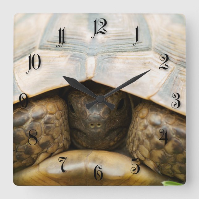 Tortoise Square Wall Clock (Front)