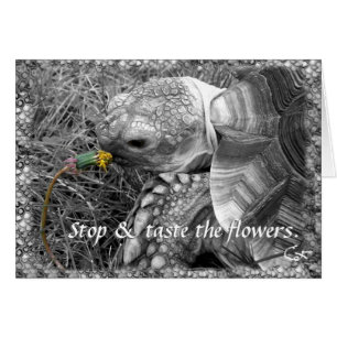 Tortoise - Stop & taste the flowers