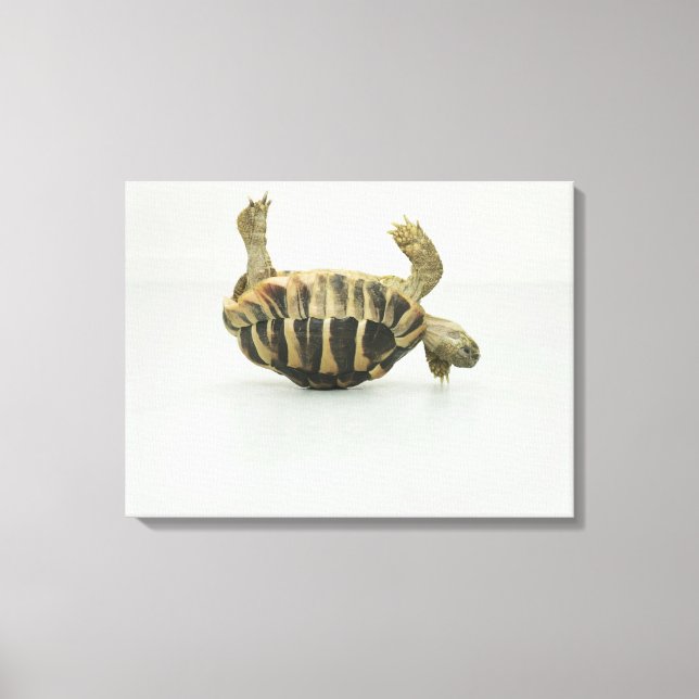 Tortoise upside down, balancing on shell canvas print (Front)