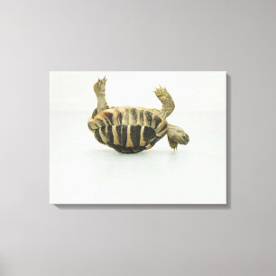Tortoise upside down, balancing on shell canvas print
