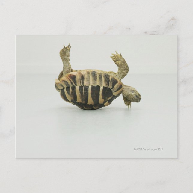 Tortoise upside down, balancing on shell postcard (Front)