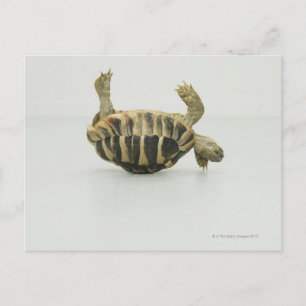 Tortoise upside down, balancing on shell postcard