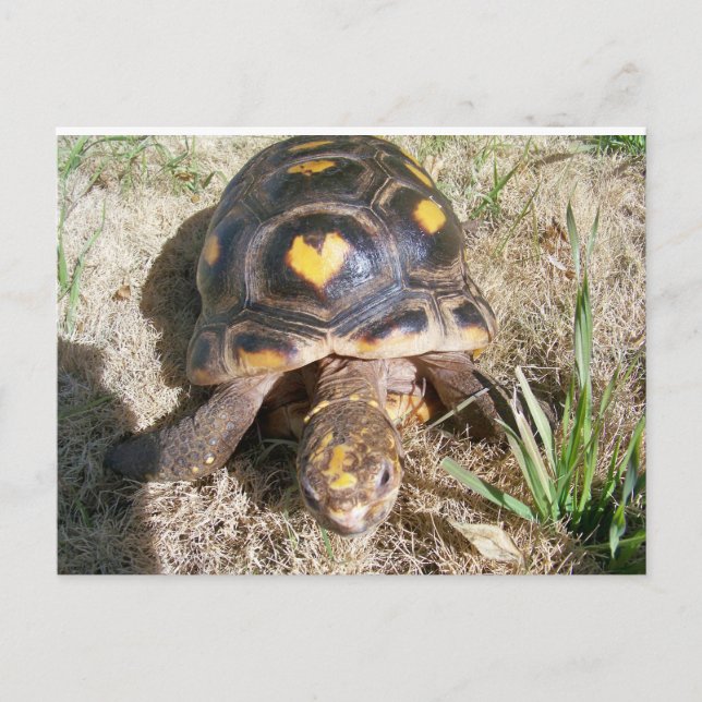 Tortoise with heart pattern postcard (Front)