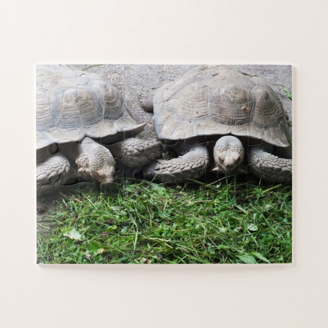 Tortoises Jigsaw Puzzle (Horizontal)