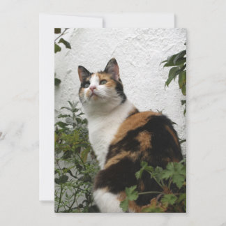 Tortoiseshell and White Cat