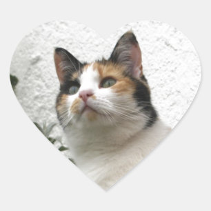 Tortoiseshell and White Cat Heart Sticker